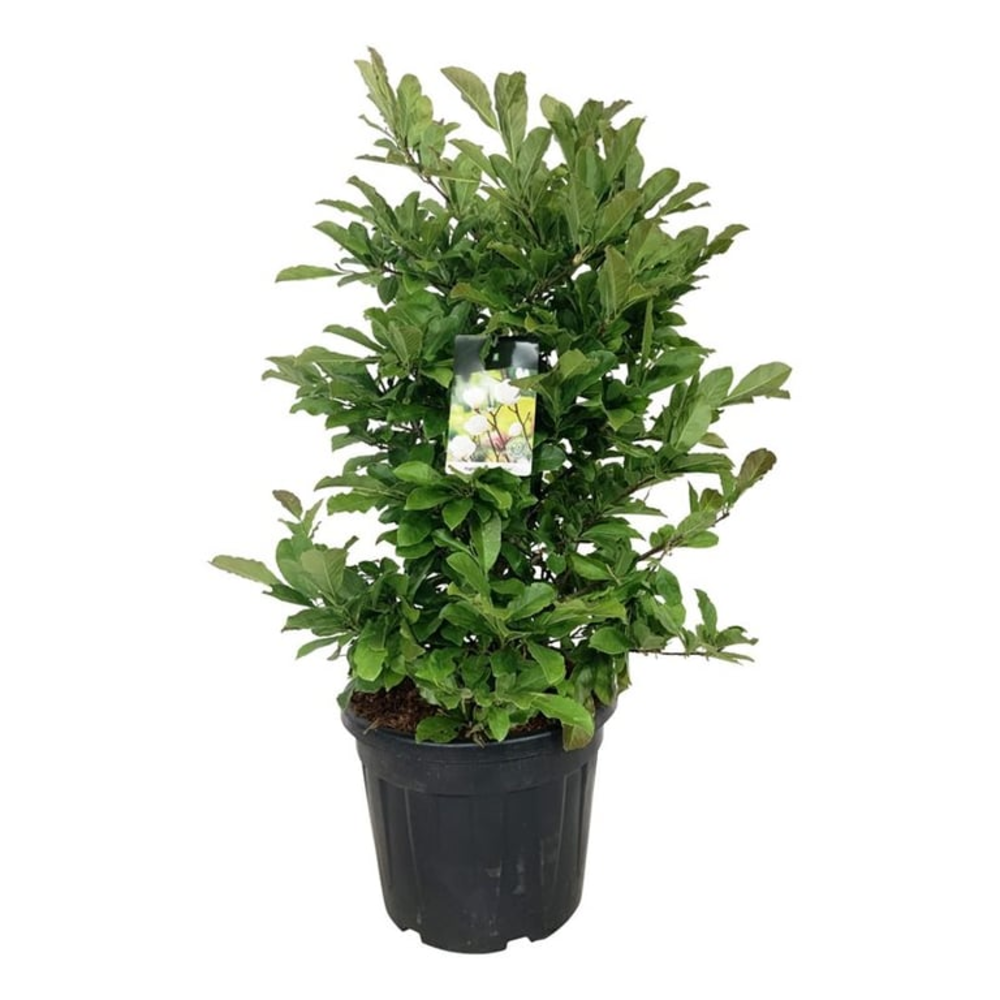 Magnolia loebneri 'Wildcat'.