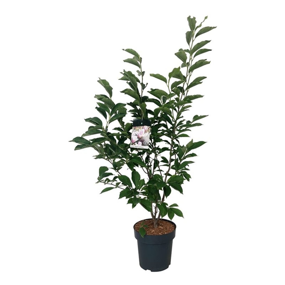 Magnolia soulangeana.