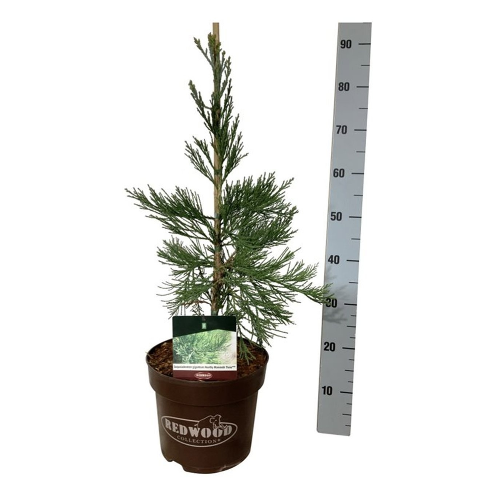 Sequoiadendron g. 'H. Mamm. Three'.