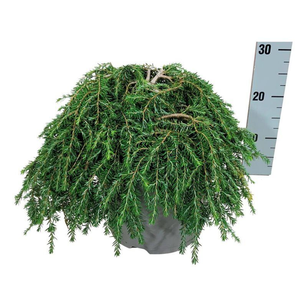 Tsuga can. 'Cole's Prostrate'.