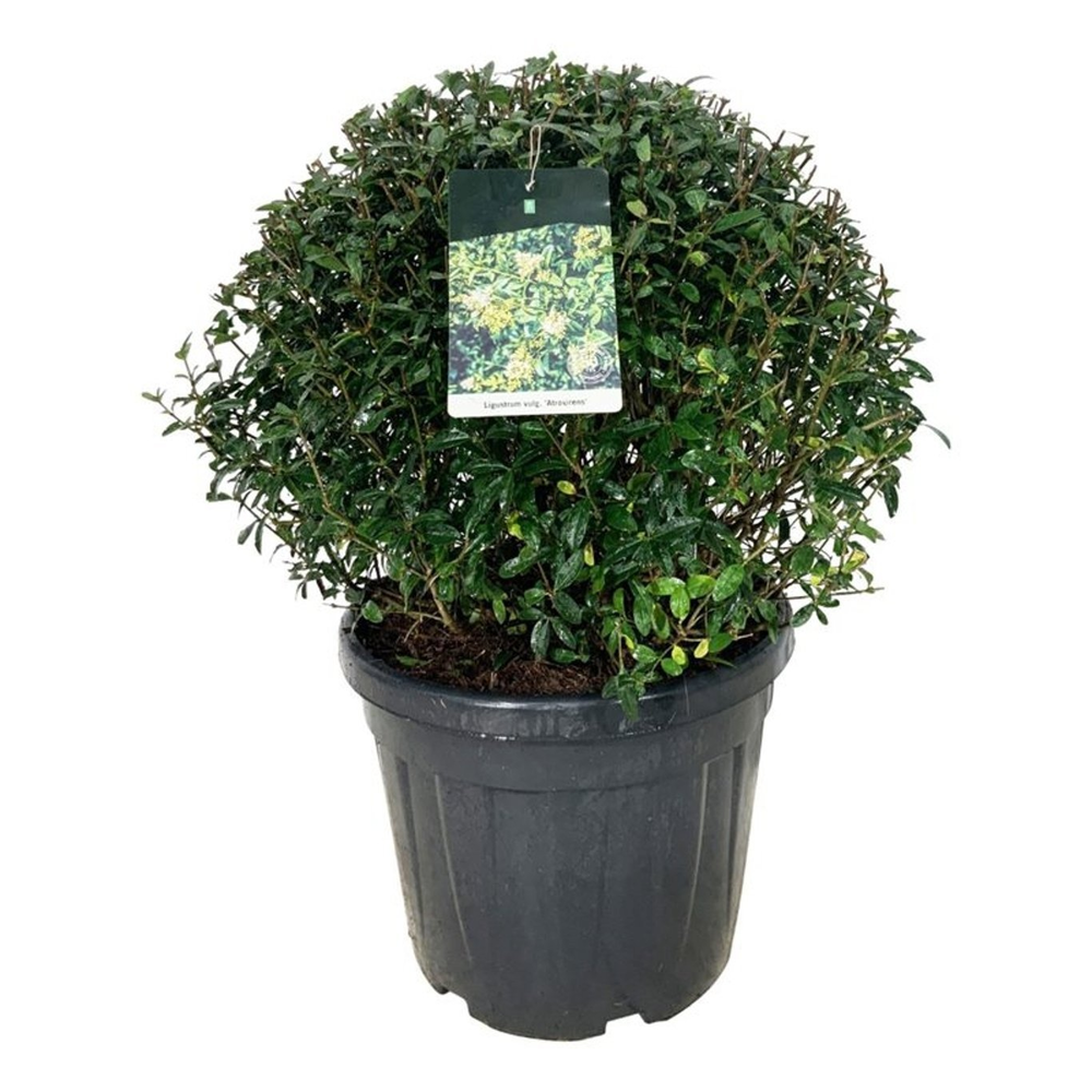 Ligustrum vulg. 'Atrovirens'.