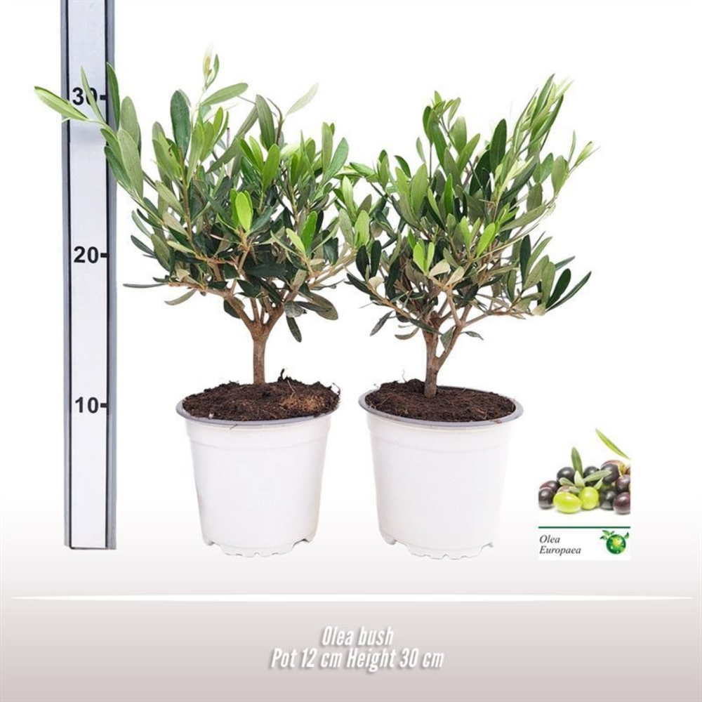 Olea struik