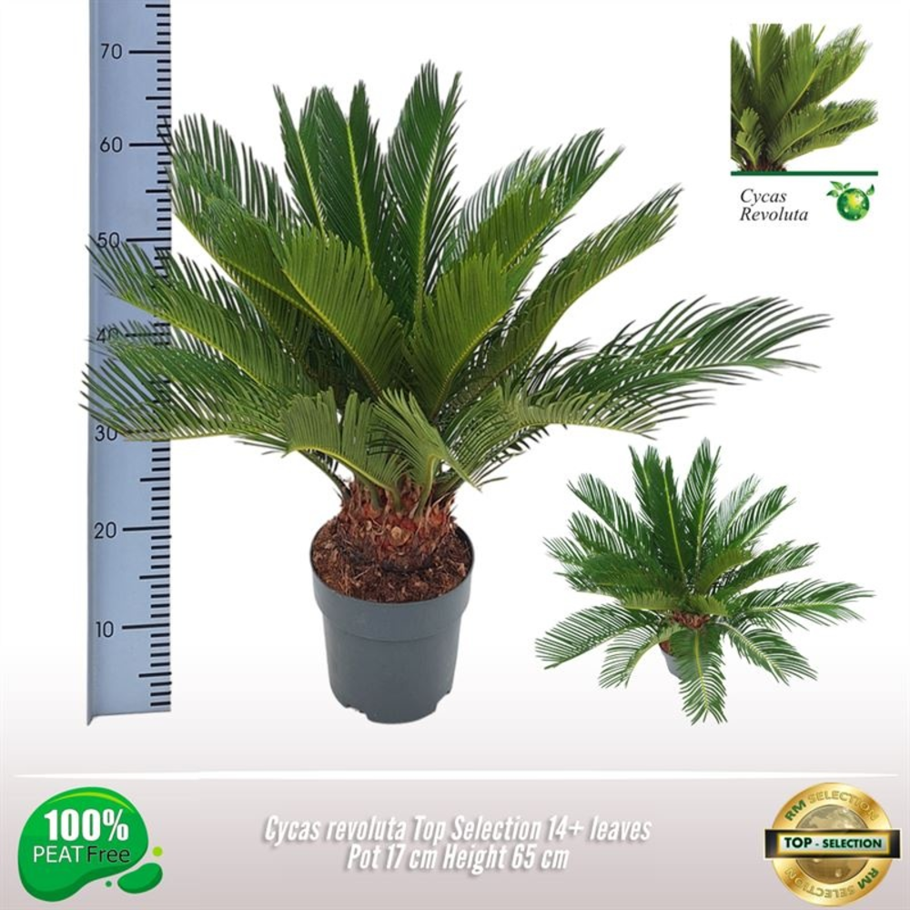 Cycas Revoluta Top Selection.