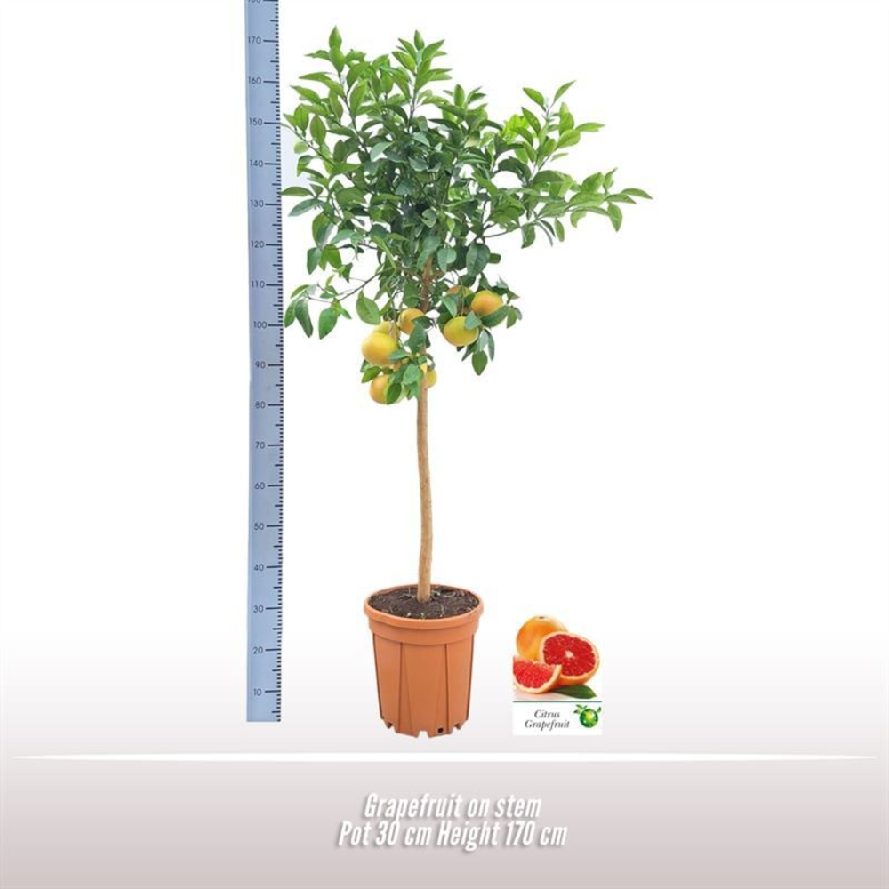 Grapefruit op stam.