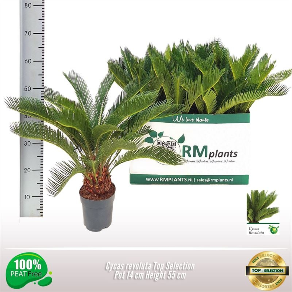 Cycas Revoluta Top Selection.