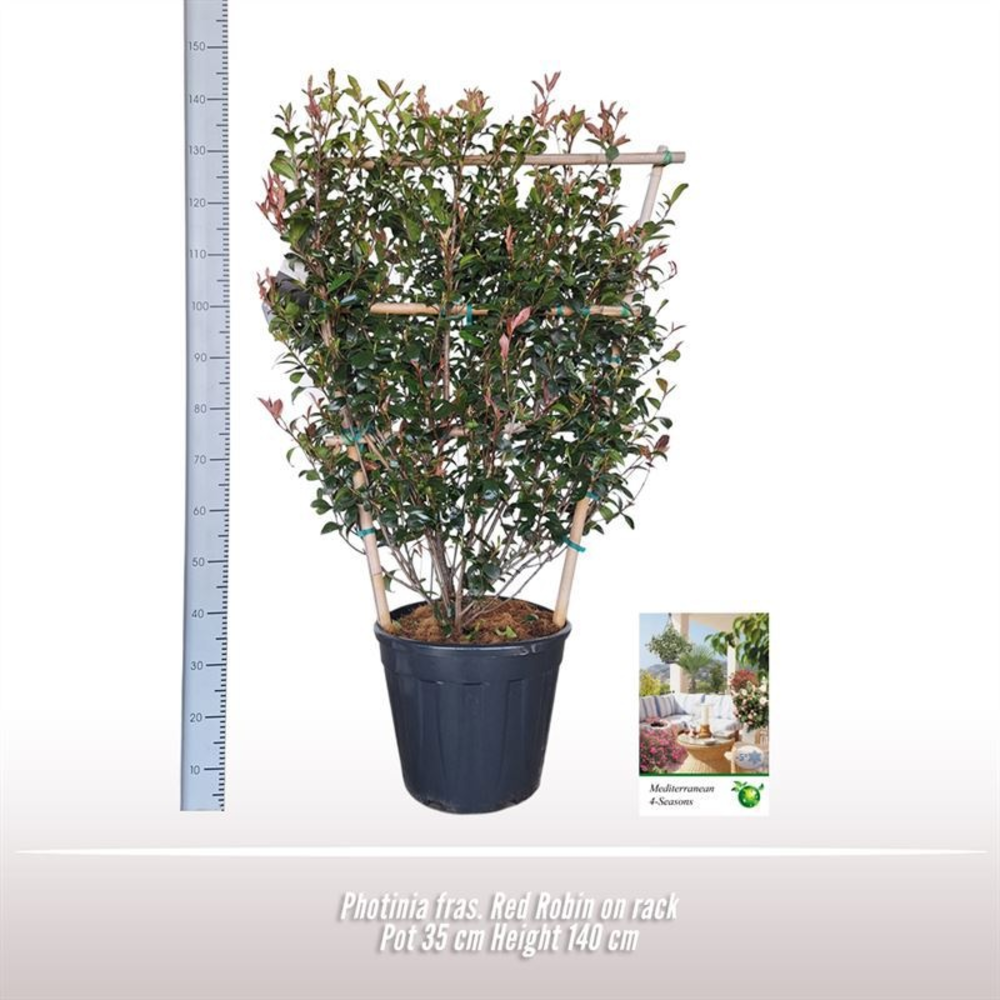 Photinia fras. Red Robin op rek.