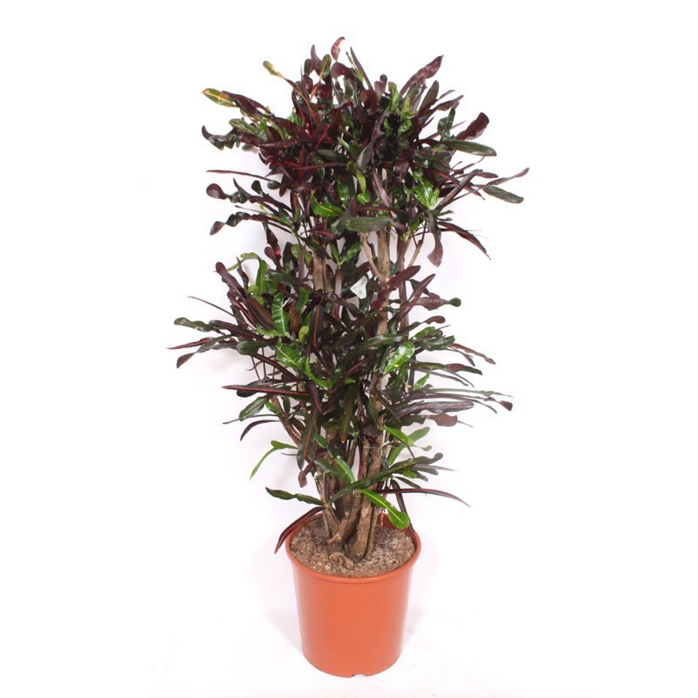 Codiaeum Curly "dark" (Croton Curly).