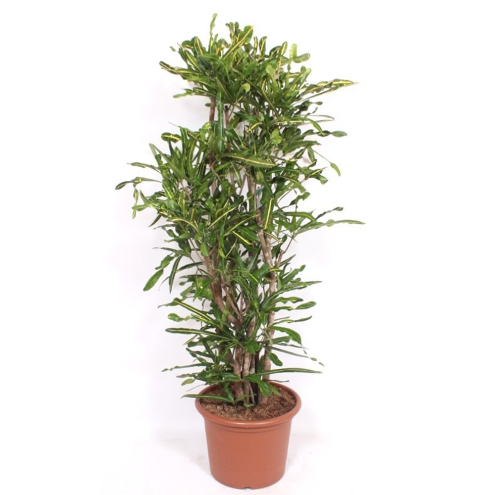 Codiaeum Yellow Mammi (Croton Yellow Mammi).