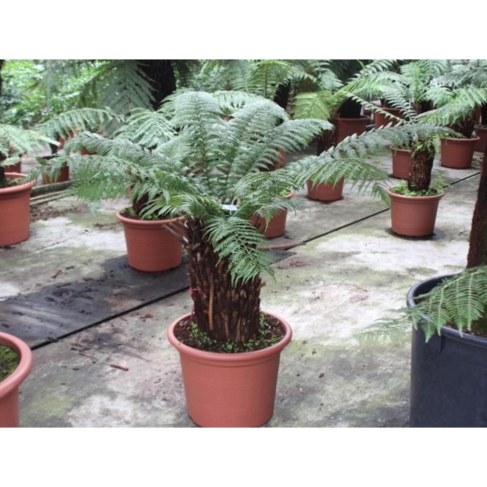 Dicksonia antarctica.