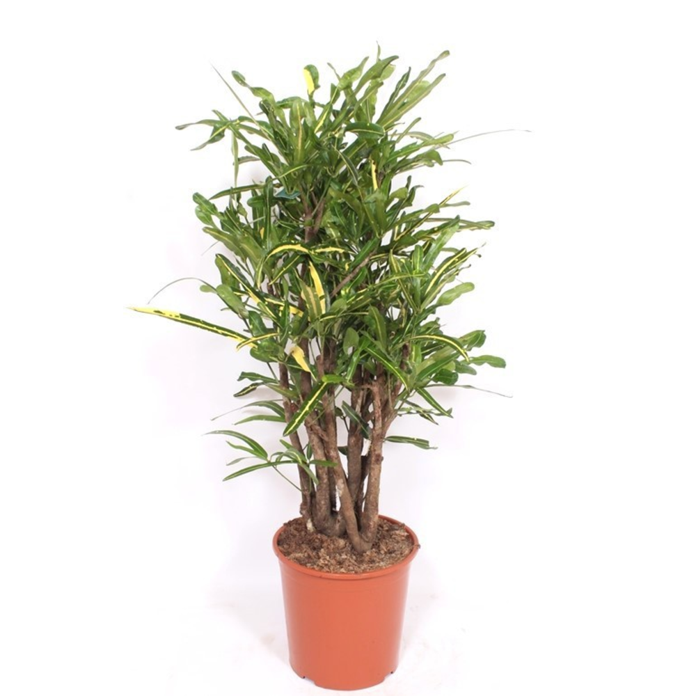 Codiaeum Yellow Mammi (Croton Yellow Mammi).