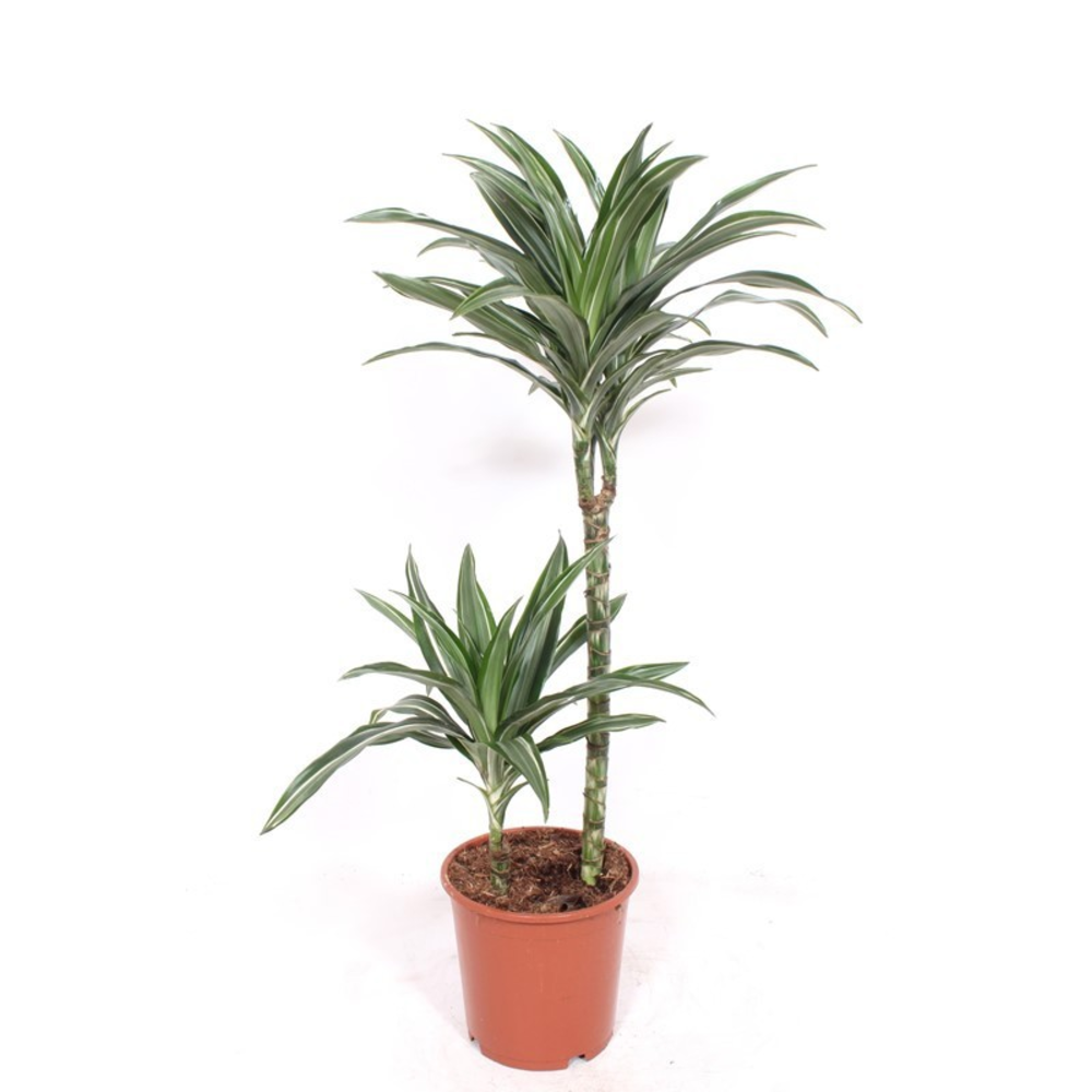 Dracaena Ulises 45-15.