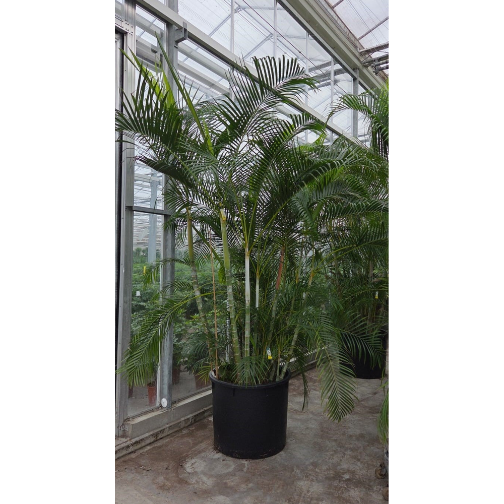 Dypsis lutescens (Areca).