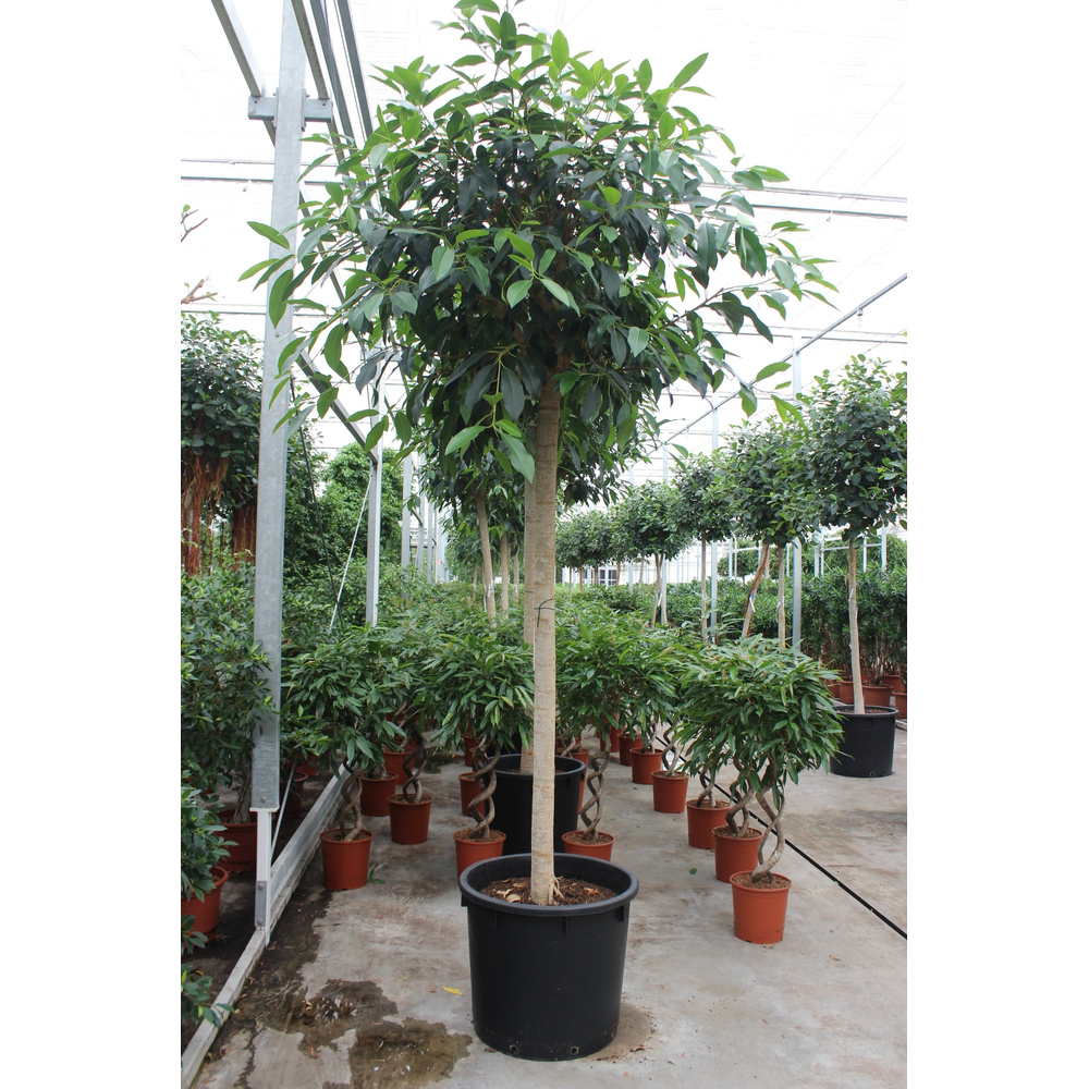 Ficus bellingeri.