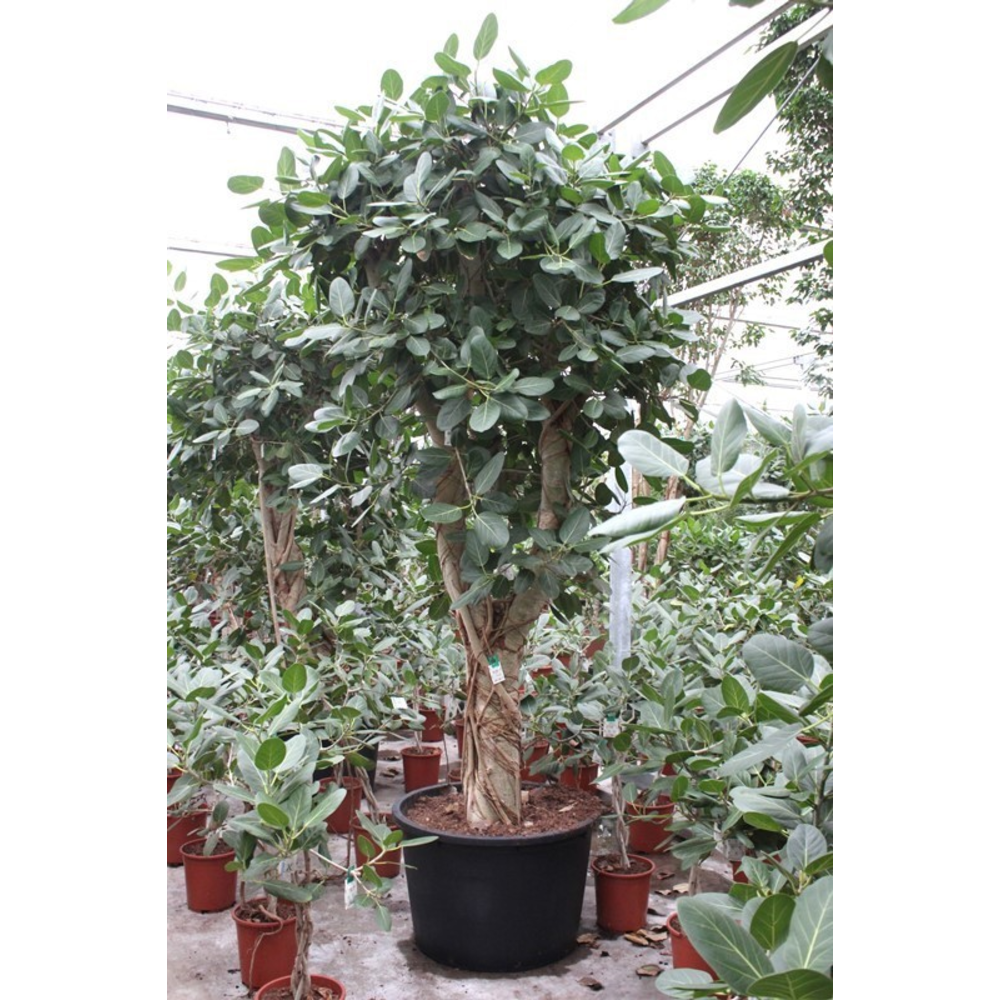 Ficus Benghalensis.