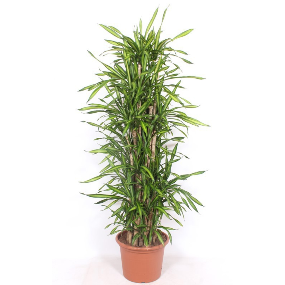 Dracaena Riki.