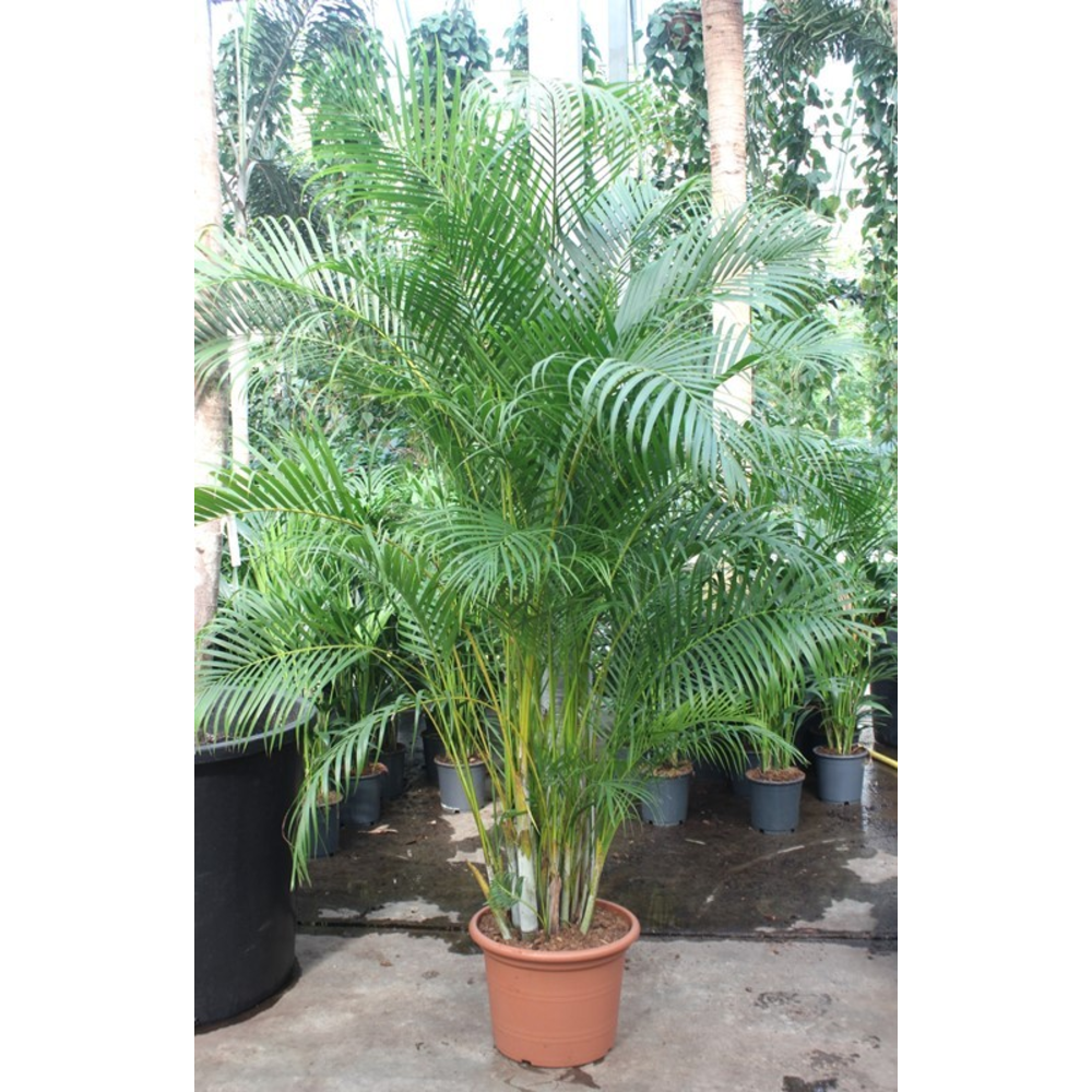 Dypsis lutescens (Areca).
