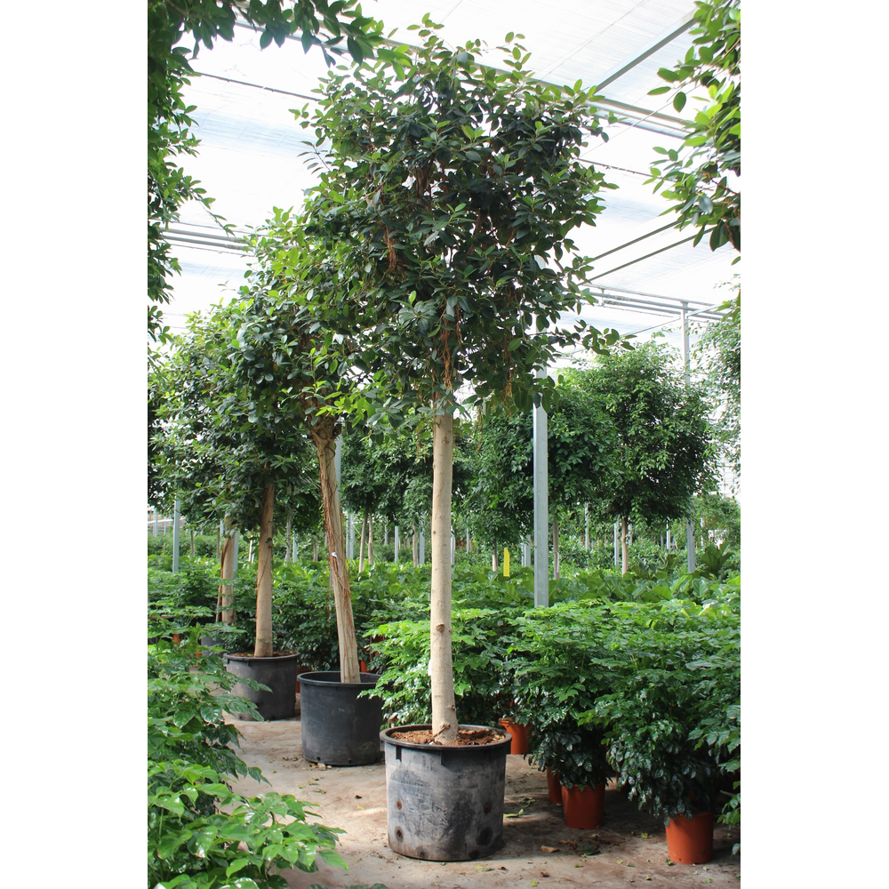 Ficus Australis.
