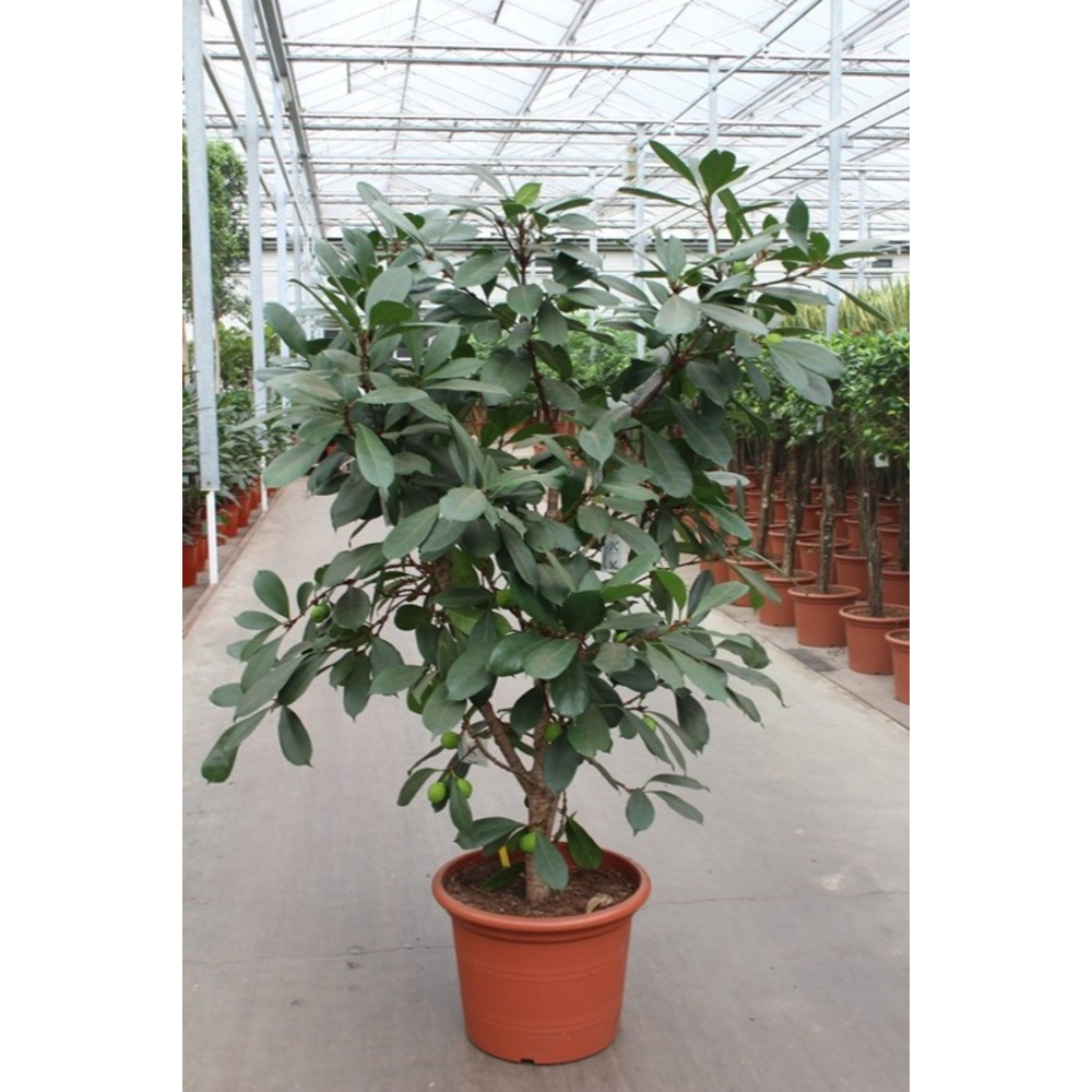 Ficus Cyathistipula.