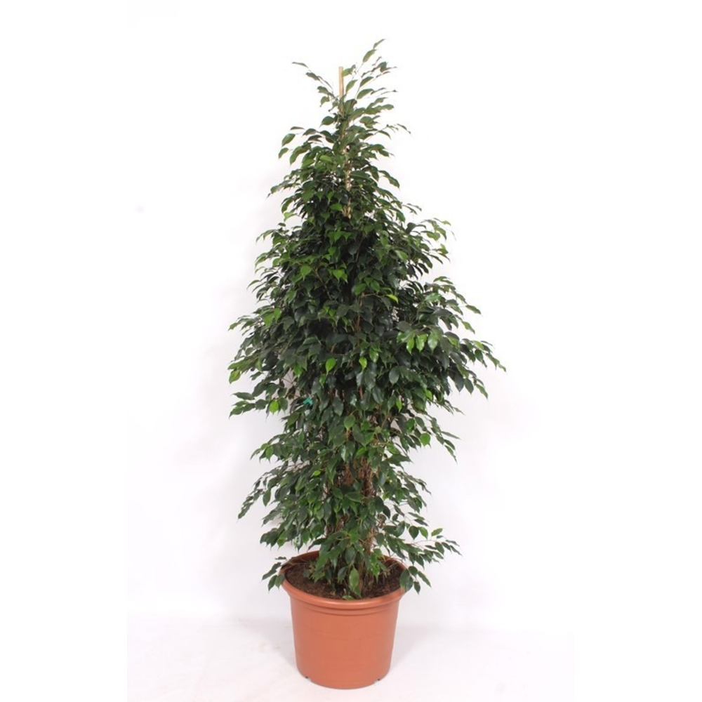 Ficus Danielle.