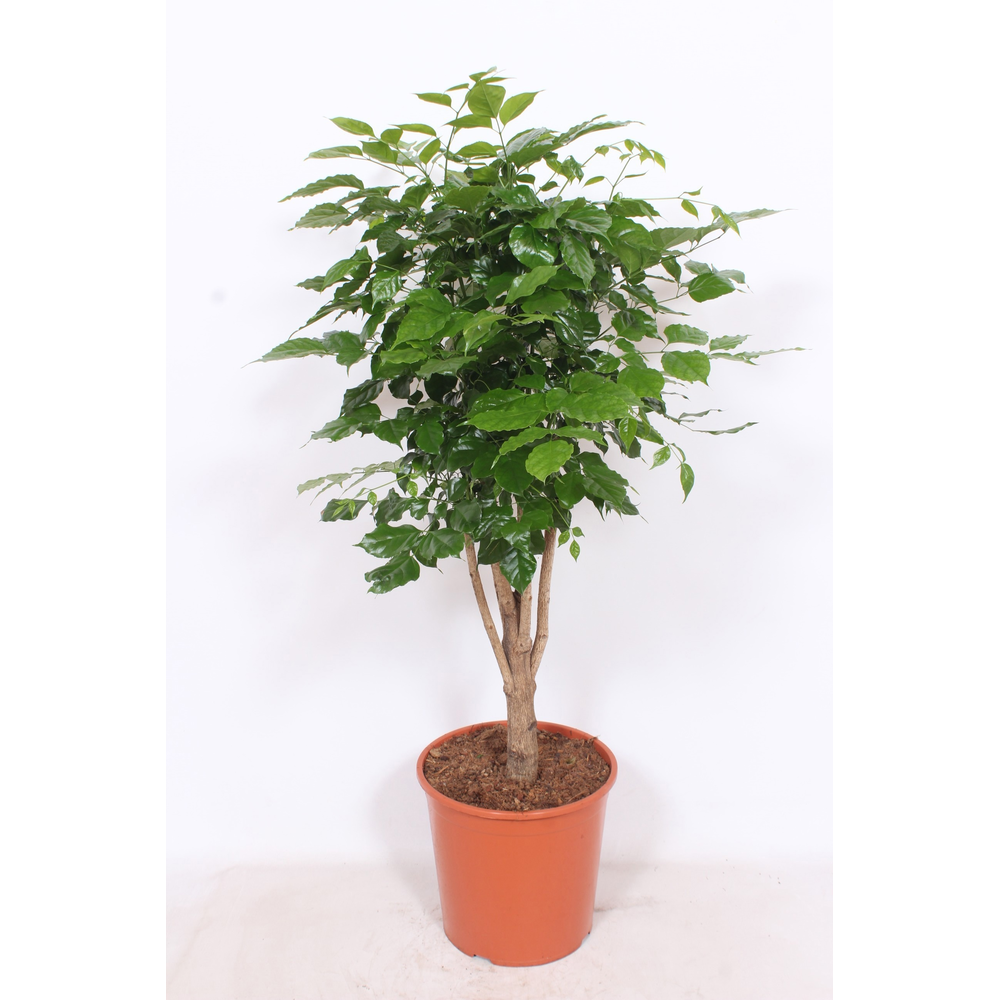 Radermachera hainanensis.