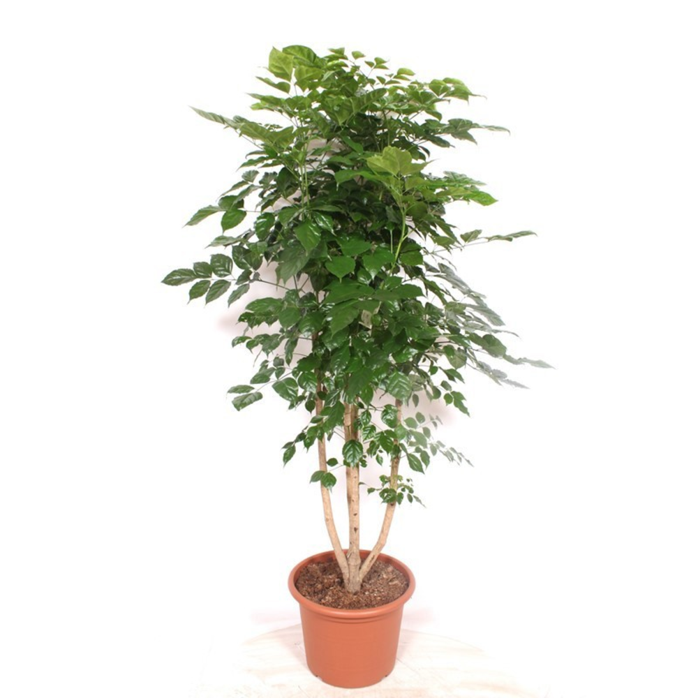 Radermachera hainanensis.