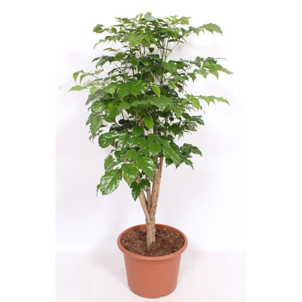 Radermachera hainanensis.