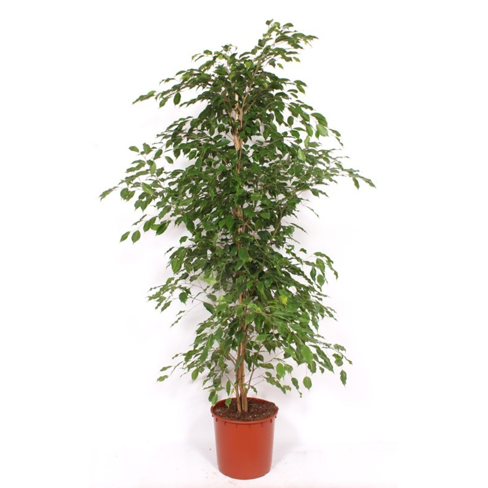 Ficus Exotica.