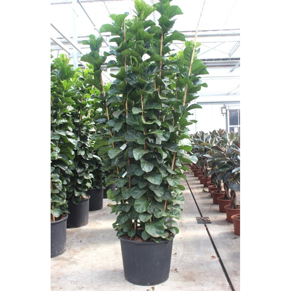 Ficus lyrata bambino 9 per pot.