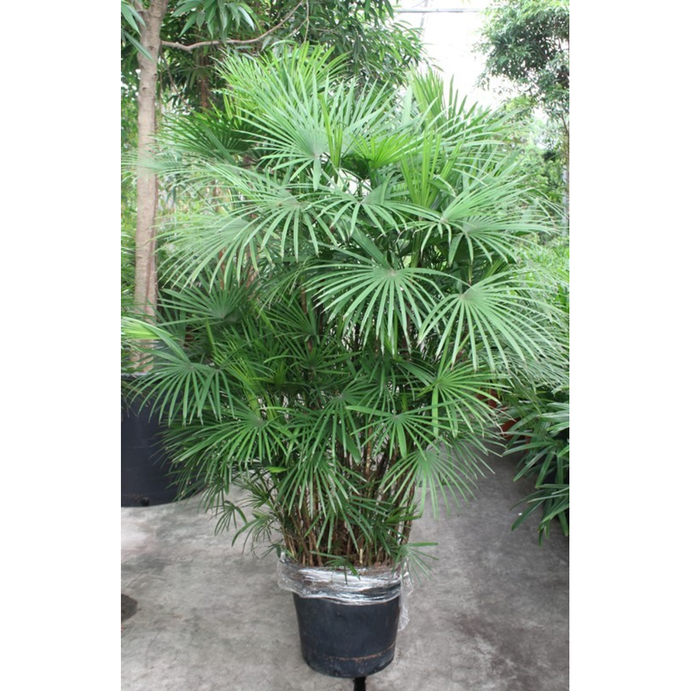 Rhapis Humilis.
