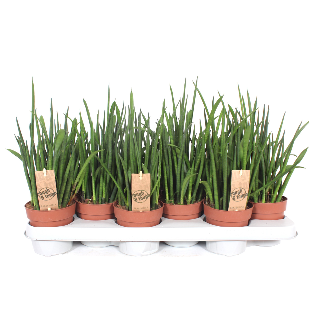 Sansevieria bacularis.