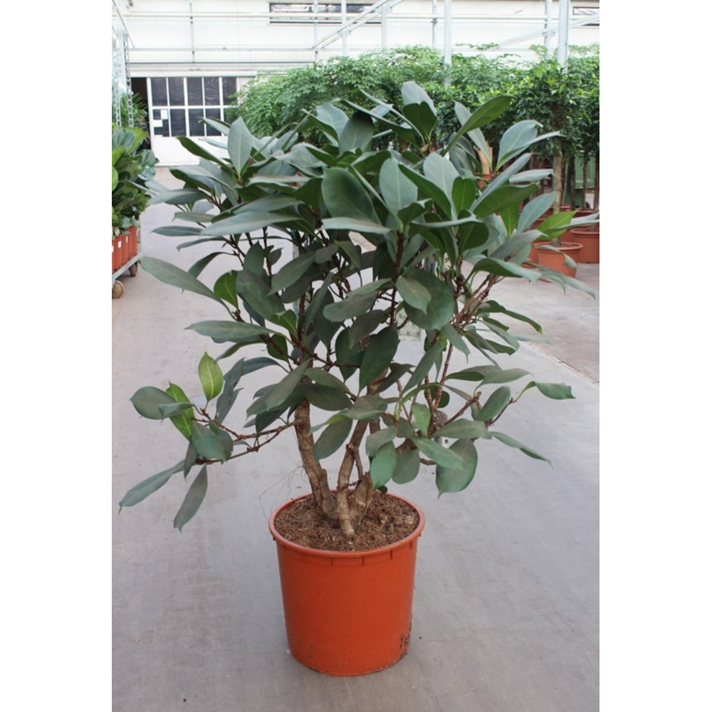 Ficus Cyathistipula.