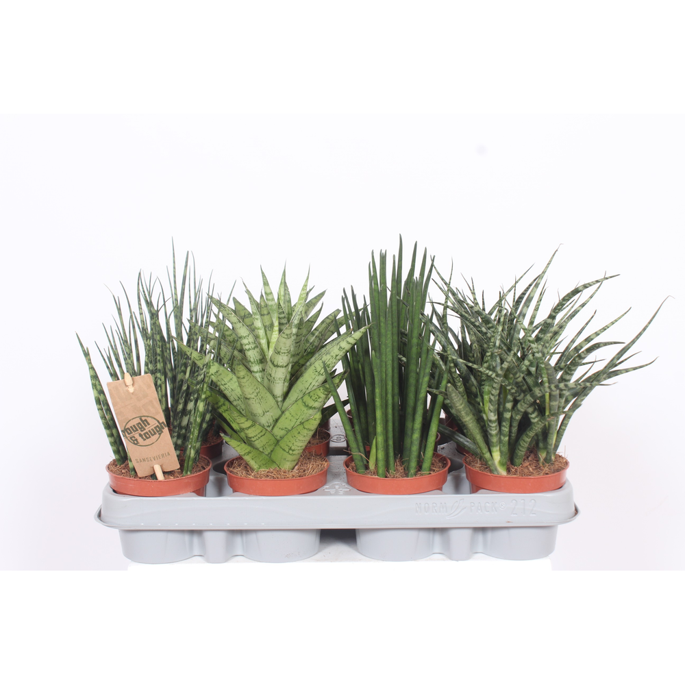 Sansevieria Luxe mix.