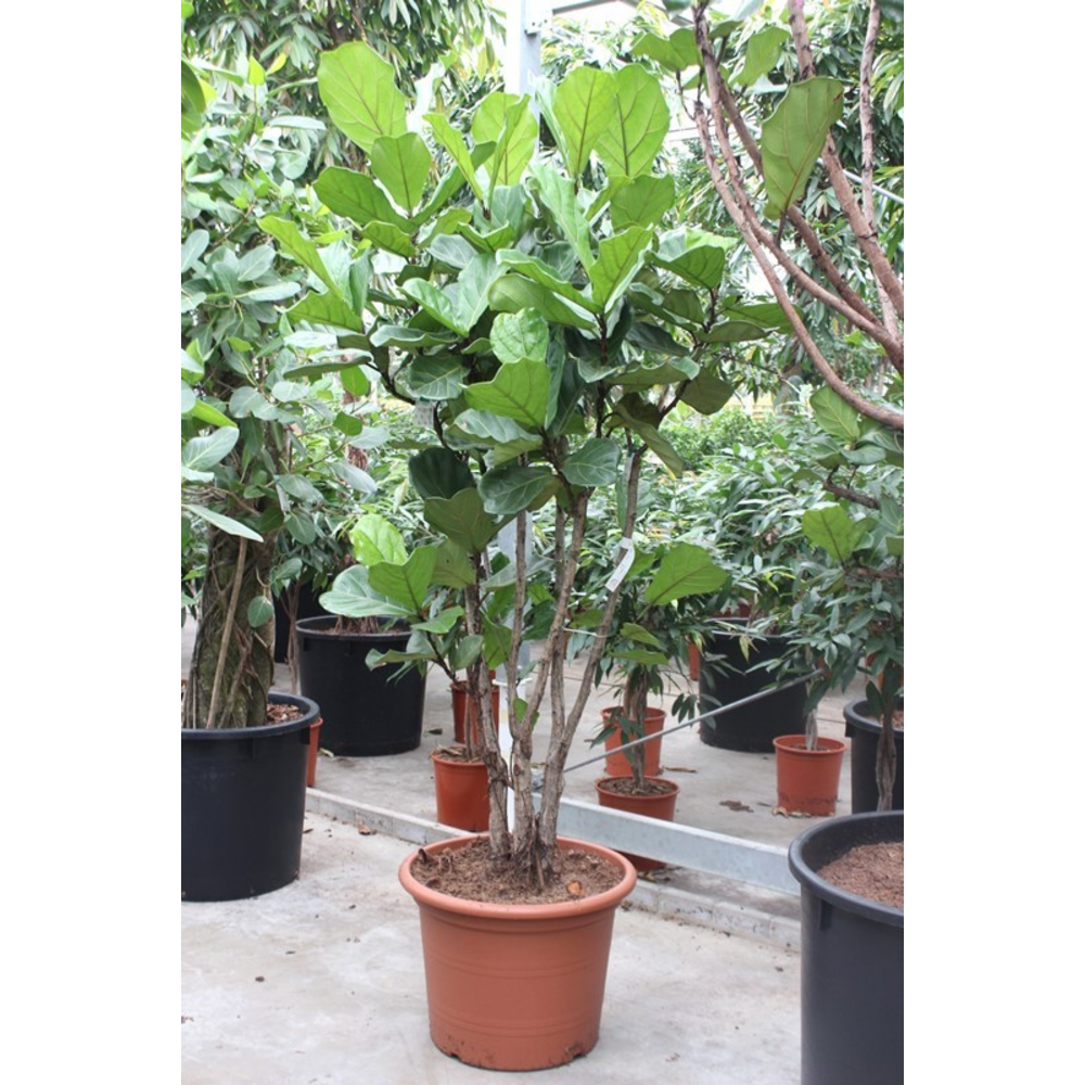 Ficus lyrata.