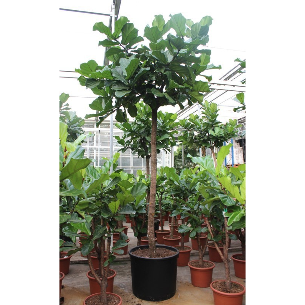Ficus lyrata.
