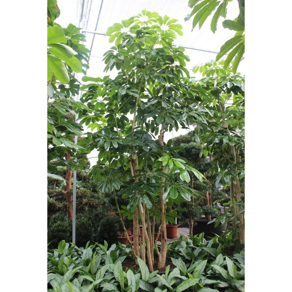 Schefflera actinophylla 'Amate’.