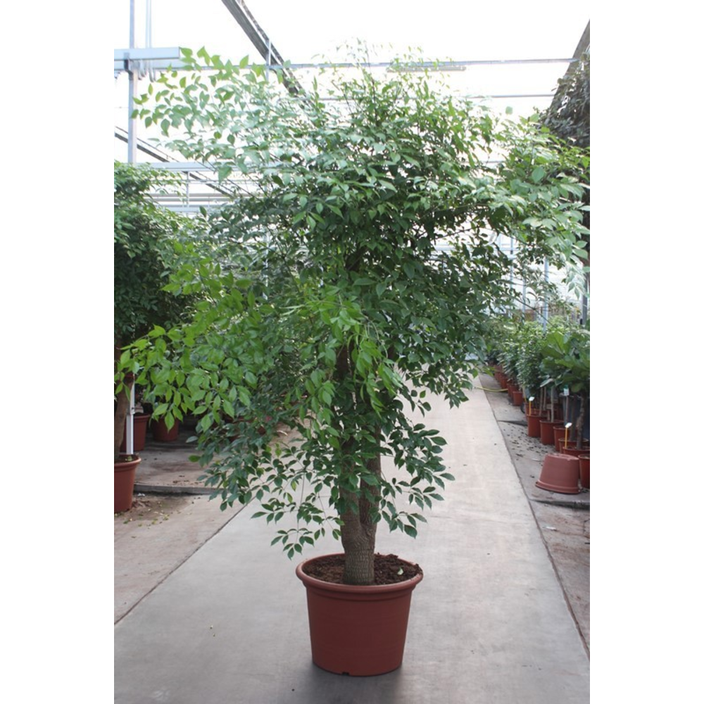 Heteropanax chinensis.