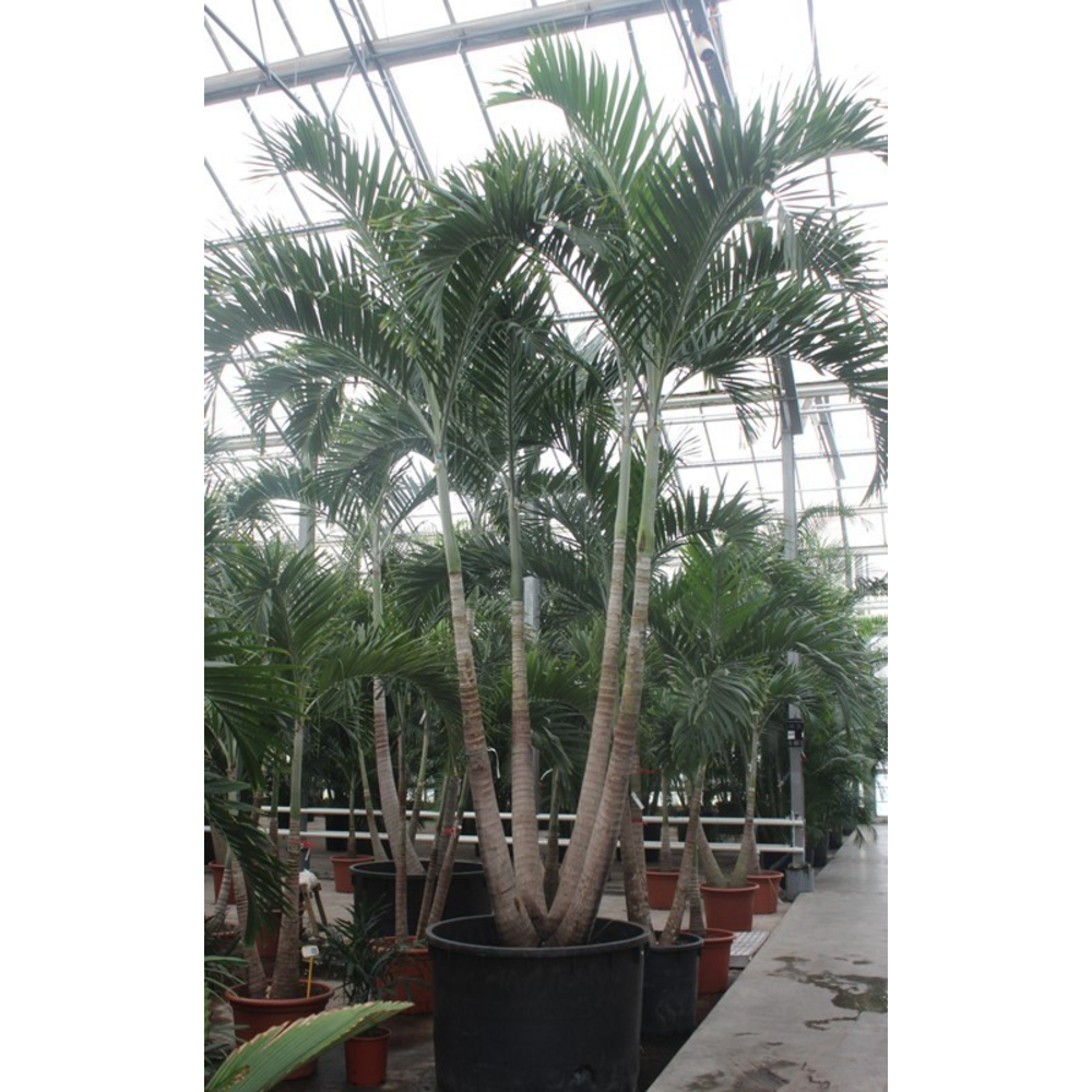 Veitchia merrillii 4pp.