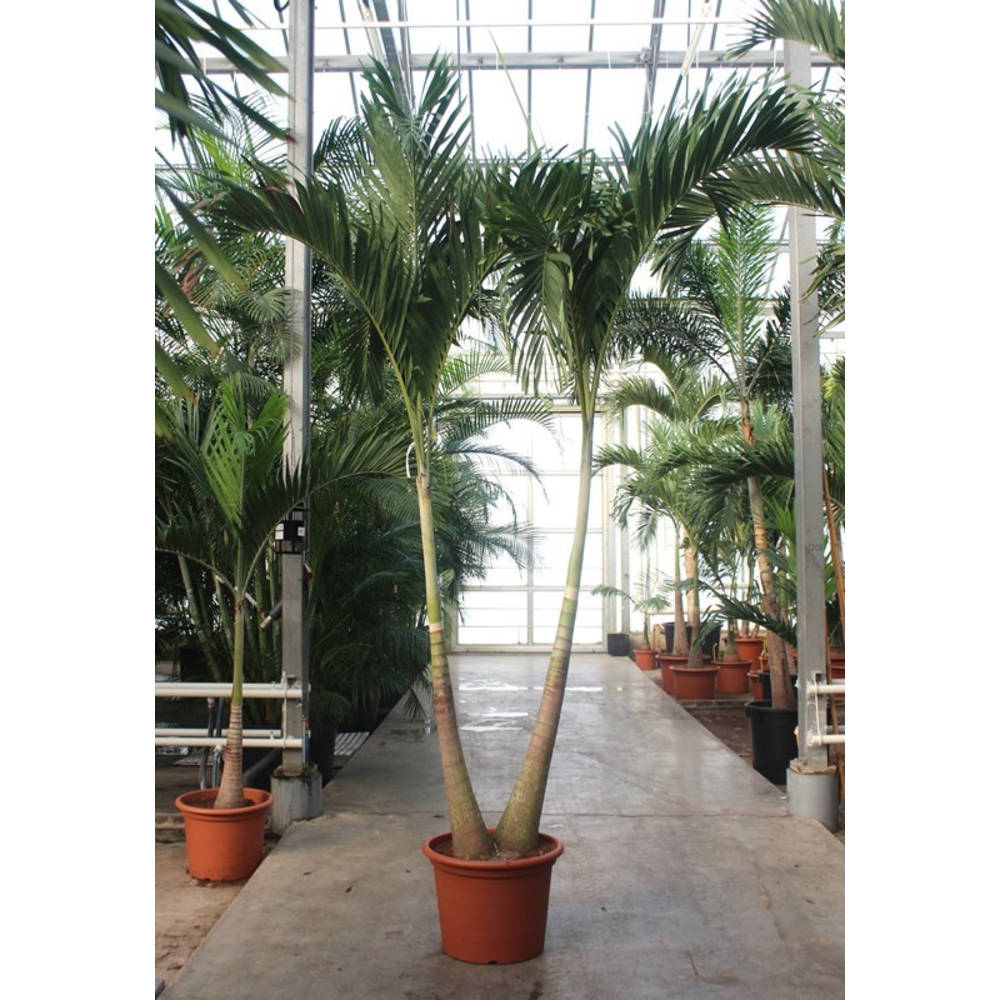 Veitchia merrillii 2pp.