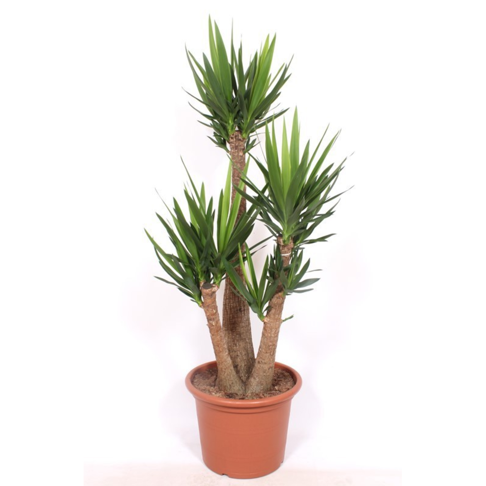 Yucca elephantipes 3 armen.