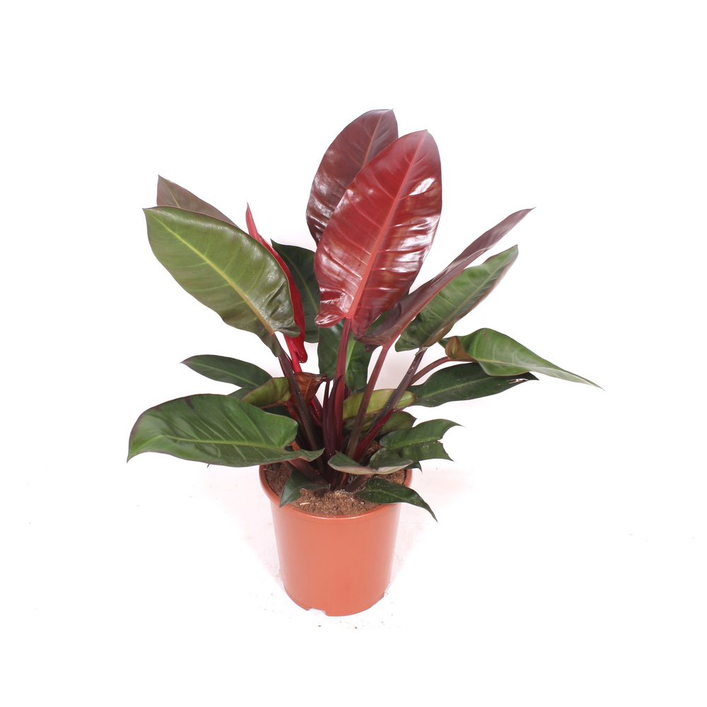 Philodendron Sun Red.