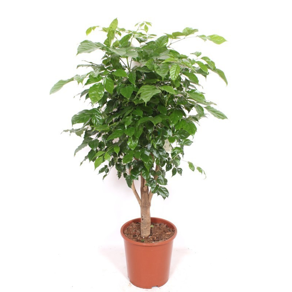 Radermachera hainanensis.