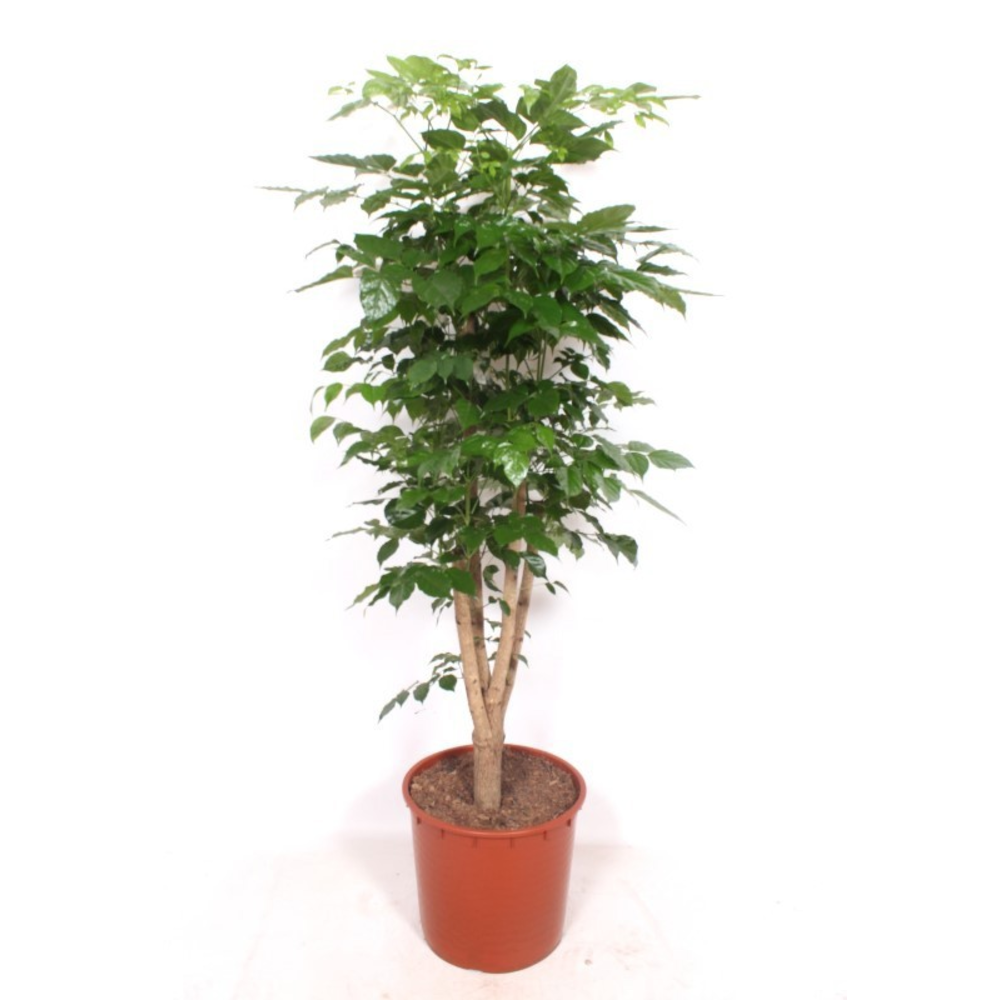 Radermachera hainanensis.