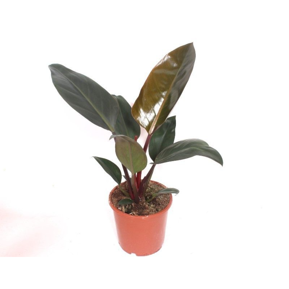 Philodendron Congo Red.