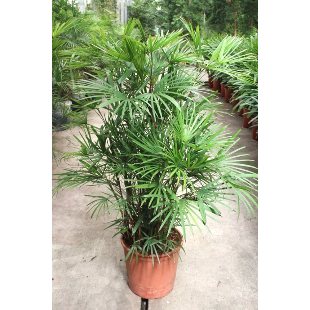 Rhapis Humilis.