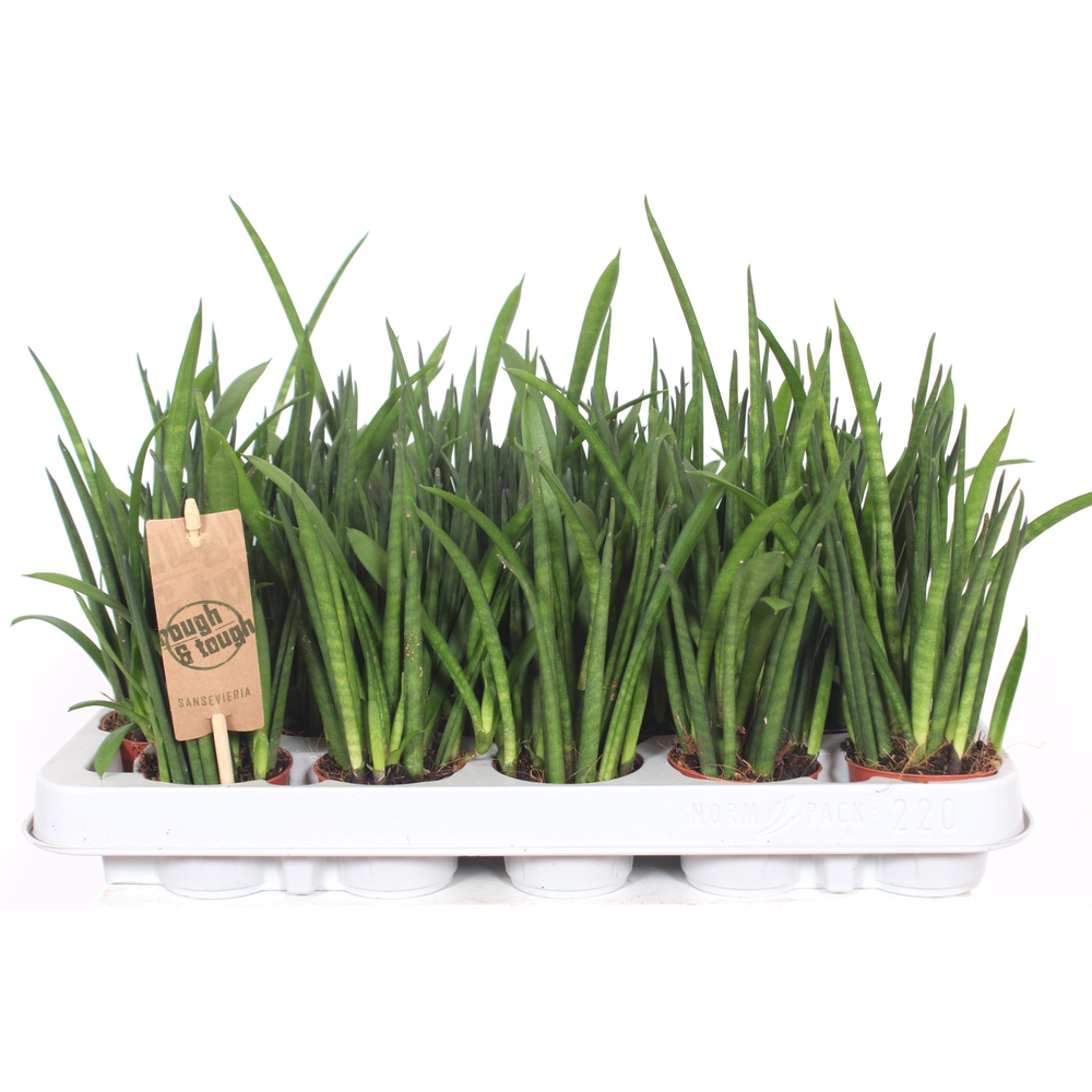 Sansevieria bacularis.