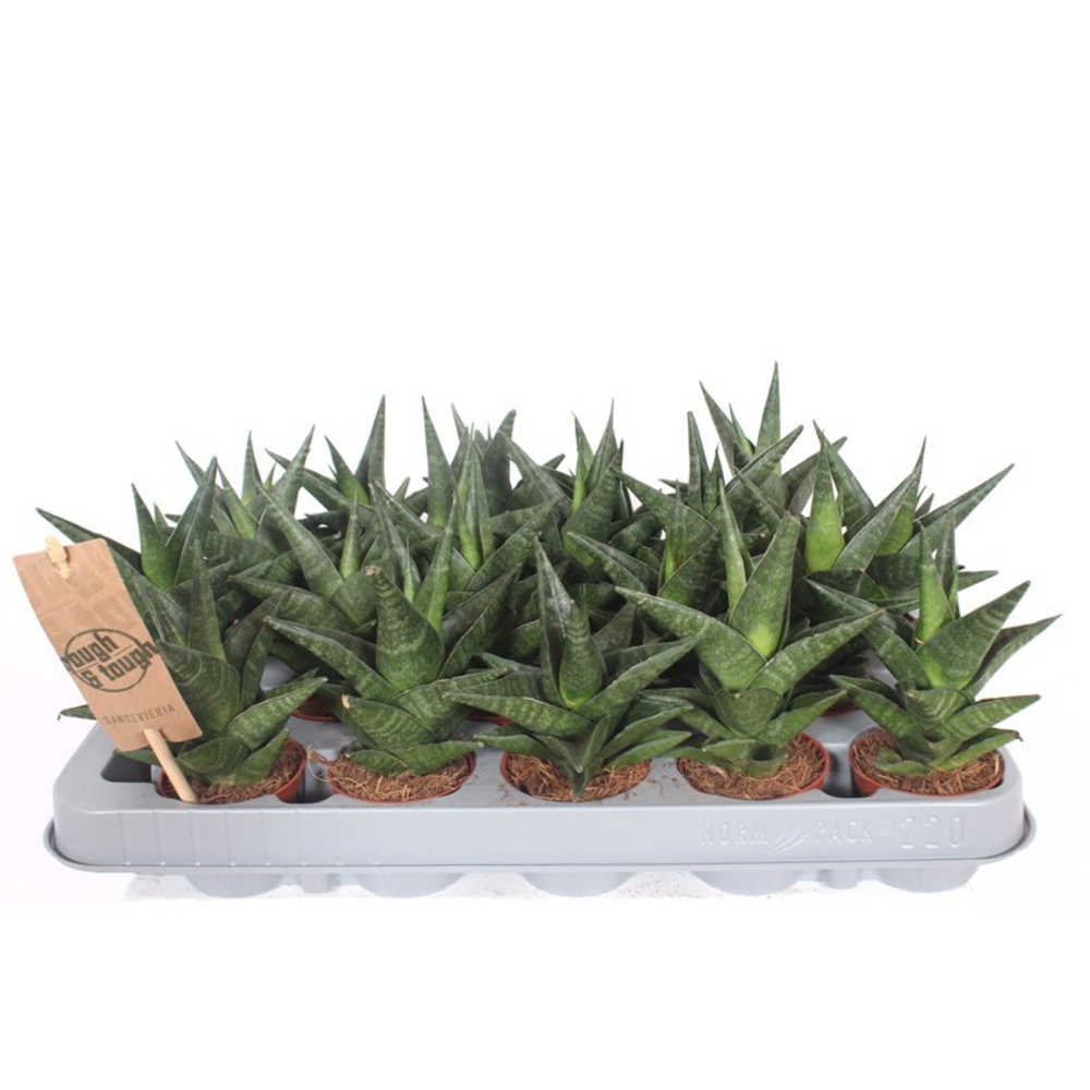 Sansevieria Kabuto.
