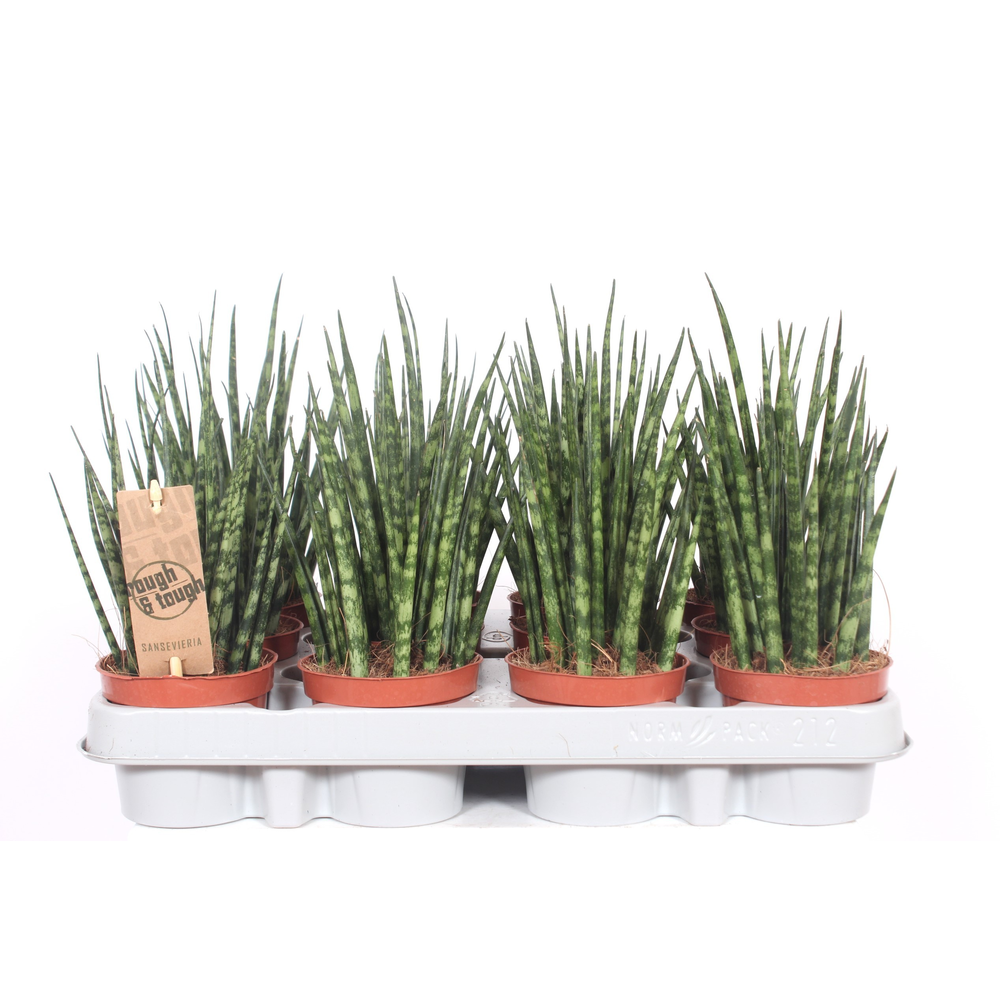Sansevieria 'Fernwood' Mikado.
