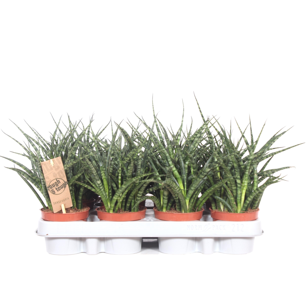 Sansevieria Fernwood Punk.