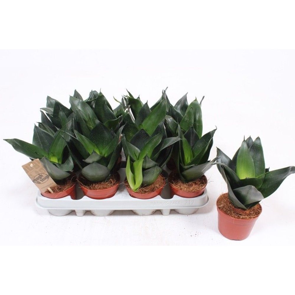 Sansevieria Jade Hahni.
