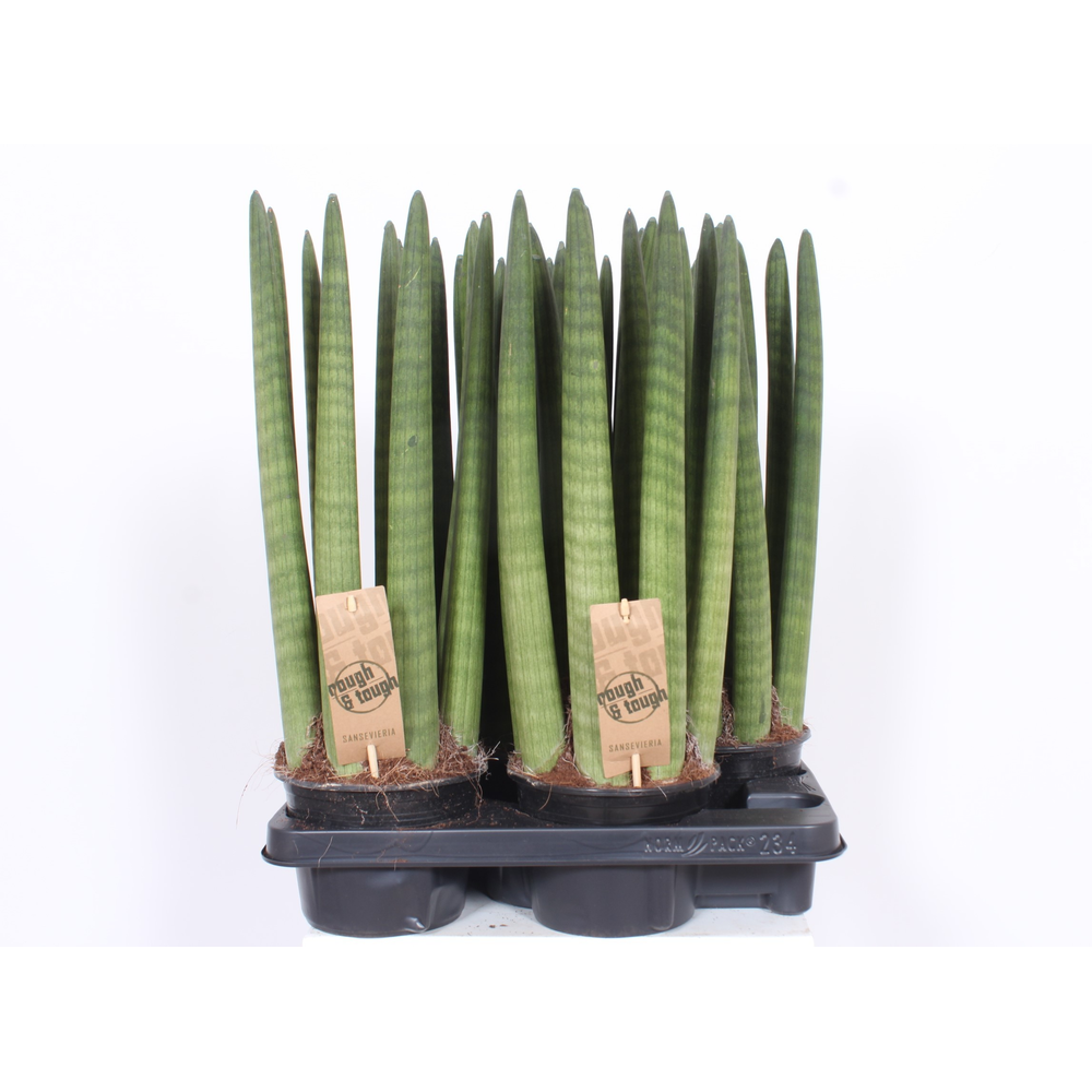 Sansevieria Straight.